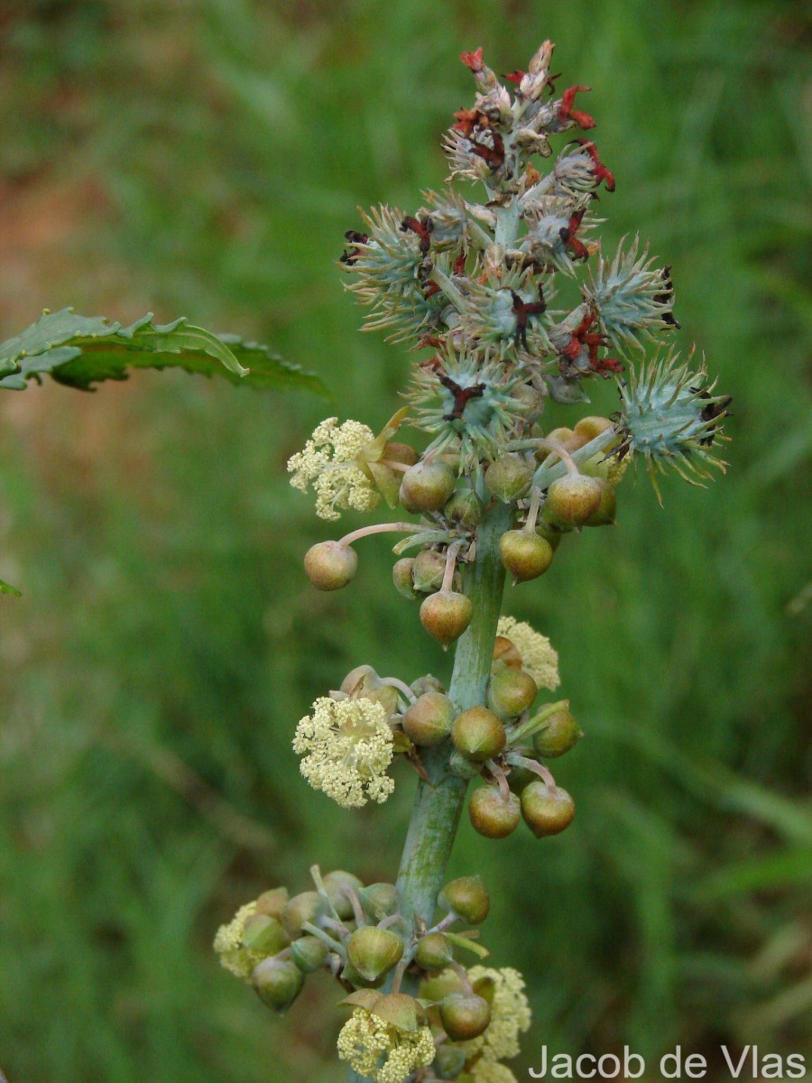 Ricinus communis L.